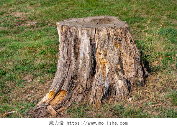 一颗生长在草地上的树桩一棵生长在草地上的干枯的树干，自然遭到破坏.
